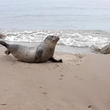 Semesterbostad 5 Person In Albaek-by Traum *